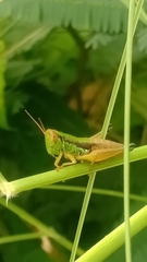 Caryanda spuria