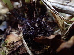 Elaphoglossum crassicaule