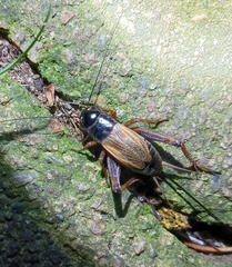 Gryllus