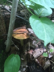 Hemileccinum
