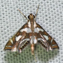 Chrysendeton