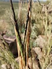Heteropogon