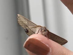 Antictenia punctunculus