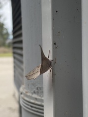 Antictenia punctunculus