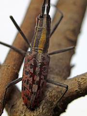 Macrochenus guerinii