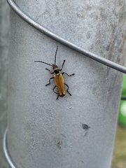 Chauliognathus flavipennis
