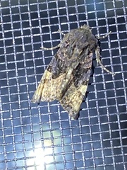 Euplexia benesimilis