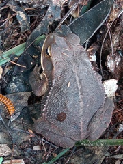 Incilius valliceps