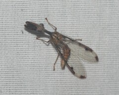 Dicromantispa interrupta