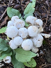 Leucocybe connata