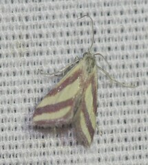 Microtheoris vibicalis