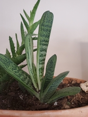 Gasteria