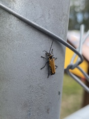 Chauliognathus flavipennis
