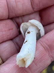 Leucocybe connata