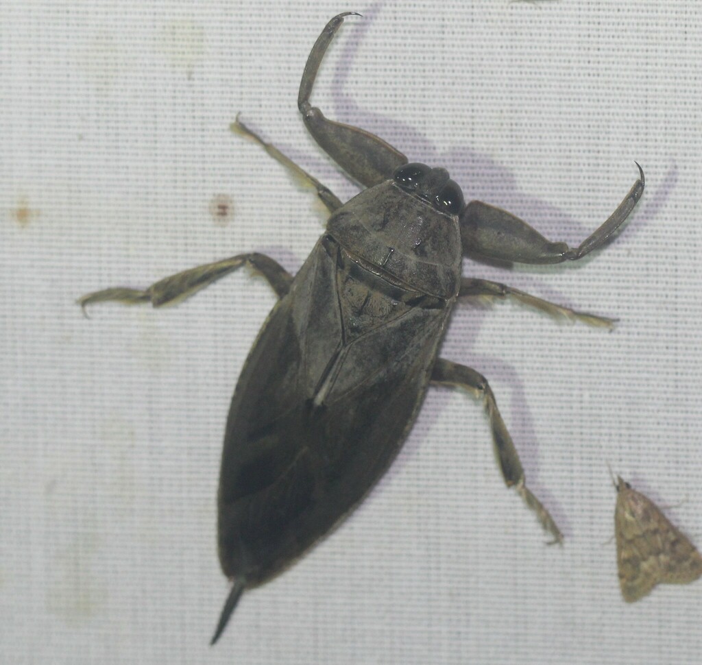 Uhler's Giant Water Bug from Refugio County, TX, USA on September 27 ...