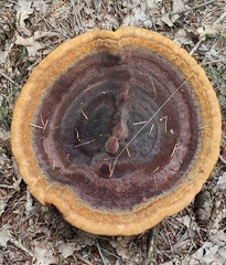 Phaeolus