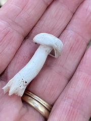 Leucocybe connata