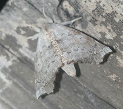 Olceclostera seraphica