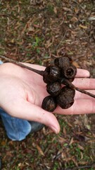 Eucalyptus planchoniana