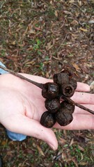 Eucalyptus planchoniana