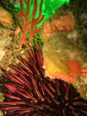 Mesocentrotus franciscanus