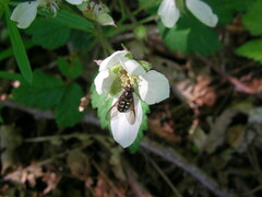 Dasysyrphus intrudens