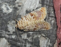 Diastema tigris