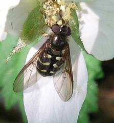 Dasysyrphus intrudens