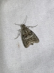 Pococera asperatella