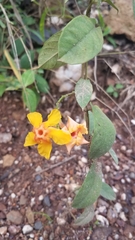 Mandevilla subsagittata