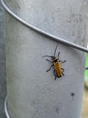 Chauliognathus flavipennis