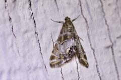 Petrophila confusalis