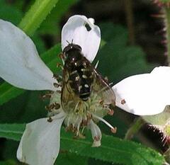 Dasysyrphus intrudens