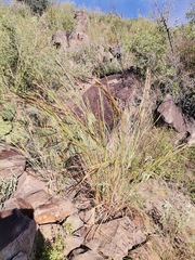 Heteropogon