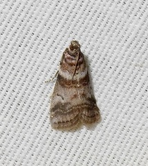 Sciota uvinella