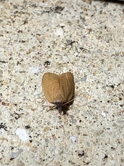 Sparganothis distincta