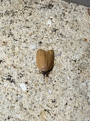 Sparganothis distincta