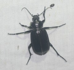 Calosoma marginale