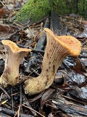 Turbinellus floccosus