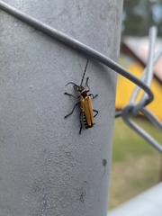 Chauliognathus flavipennis