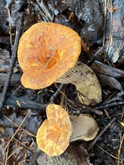 Turbinellus floccosus