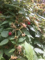 Rubus pubescens