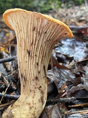 Turbinellus floccosus