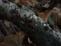 Hypoxylon fragiforme