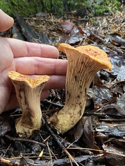 Turbinellus floccosus