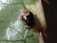 Geocoris