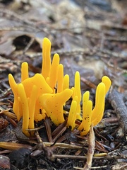 Clavariaceae