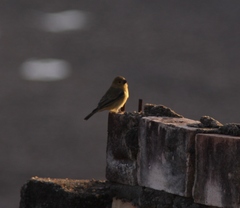 Sporophila