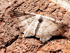 Macaria bicolorata