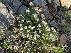 Zinnia acerosa